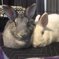 Thumbnail photo of Sugar (Snowball) / Spice (Happy) #1