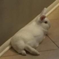 Thumbnail photo of Sugar (Snowball) / Spice (Happy) #3