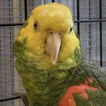 Thumbnail photo of Tui #2