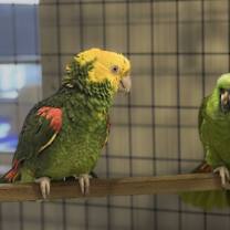 Thumbnail photo of Tui #4