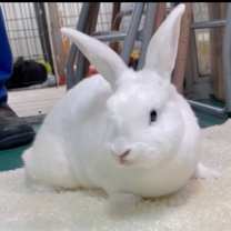 Thumbnail photo of Harriet #4