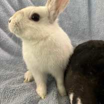 Thumbnail photo of Nanico #1