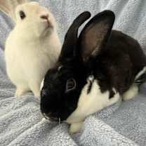 Thumbnail photo of Nanico #3