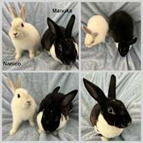 Thumbnail photo of Manuka #3