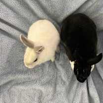 Thumbnail photo of Manuka #4