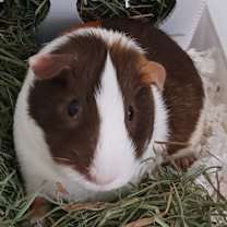 Thumbnail photo of Syrup #4