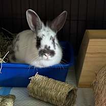 Thumbnail photo of Junie #1