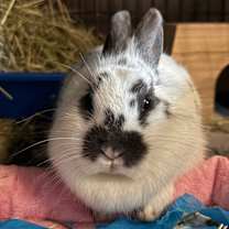 Thumbnail photo of Junie #2