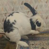 Thumbnail photo of Maverick #1