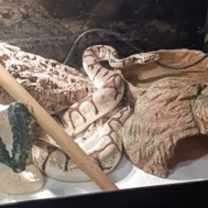 Thumbnail photo of Sybill - Kitchener #1