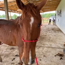 Thumbnail photo of Vesta #3