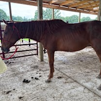 Thumbnail photo of Vesta #4