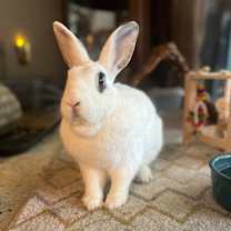 Thumbnail photo of Noel ❄️ #1