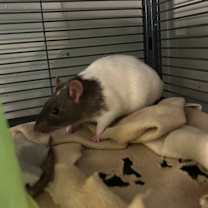 Thumbnail photo of Risk #1