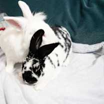 Thumbnail photo of Mr. Kringle #1