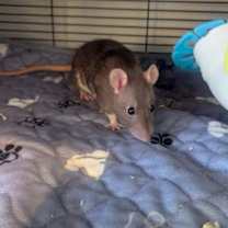 Thumbnail photo of Lyra, Curi, Fermi, Joule #1