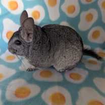 Thumbnail photo of Silver #2