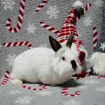 Thumbnail photo of Stella #1