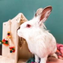 Thumbnail photo of Stella #3