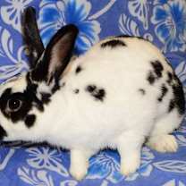 Thumbnail photo of Burt #1