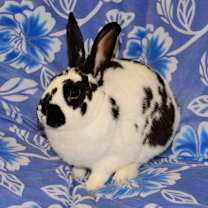 Thumbnail photo of Burt #2