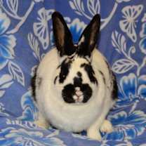 Thumbnail photo of Burt #3