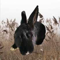 Thumbnail photo of Boots #2