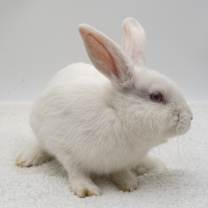 Thumbnail photo of Scout #1