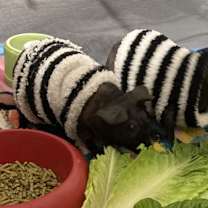 Thumbnail photo of Inez #4