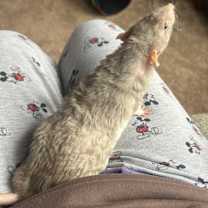 Thumbnail photo of Blinky #1