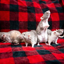 Thumbnail photo of Pinky #4