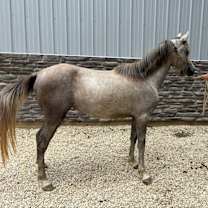 Thumbnail photo of Luna #1