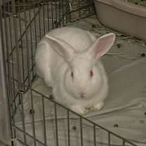 Thumbnail photo of Pinky (Bonded to Brain) #3