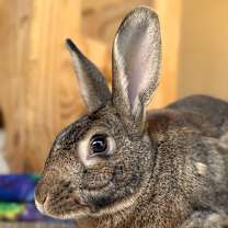 Thumbnail photo of Colonel Carrots #1