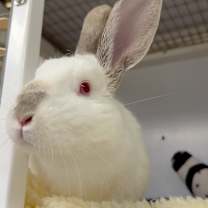 Thumbnail photo of Stanley #1