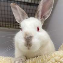 Thumbnail photo of Stanley #3