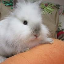 Thumbnail photo of Sprite #4