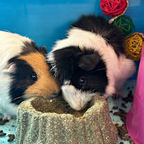 Thumbnail photo of Lila #3