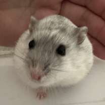 Thumbnail photo of Wasabi #3