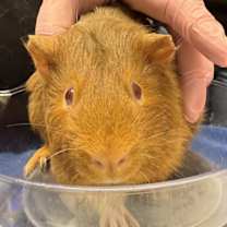 Thumbnail photo of Juandissimo #1