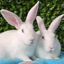 Thumbnail photo of Hansel & Gretel #1