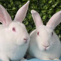 Thumbnail photo of Hansel & Gretel #2