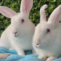 Thumbnail photo of Hansel & Gretel #3