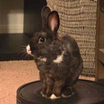 Thumbnail photo of Eclipse (Bonded to Sena) #1