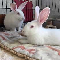 Thumbnail photo of Hansel & Gretel #4