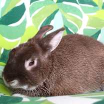 Thumbnail photo of Woodstock #4