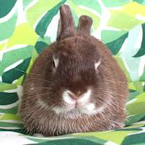 Thumbnail photo of Woodstock #2