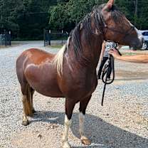 Thumbnail photo of Molly #2