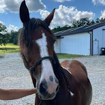 Thumbnail photo of Molly #3