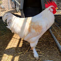 Thumbnail photo of Fred #1